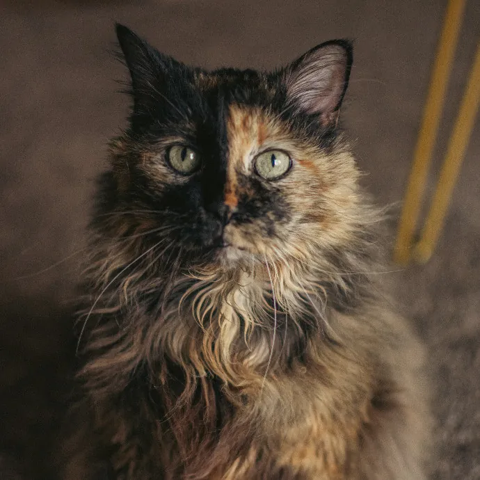 Pawsitive Pet Sitting By Dani