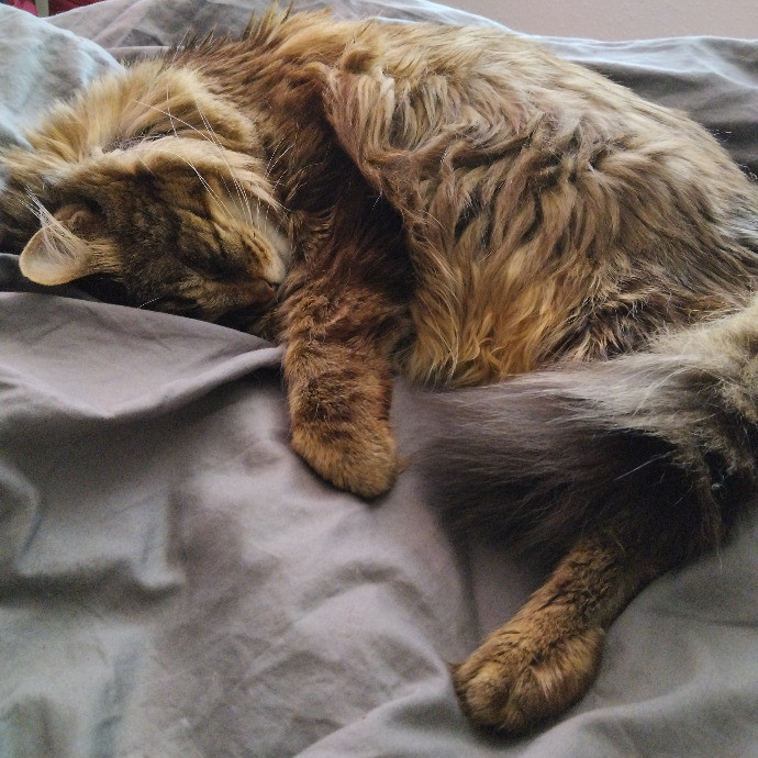 Pawsitive Pet Sitting By Dani