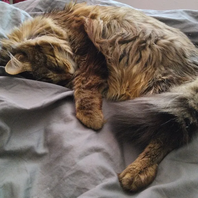 Pawsitive Pet Sitting By Dani