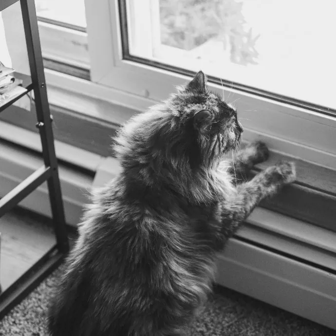 Pawsitive Pet Sitting By Dani