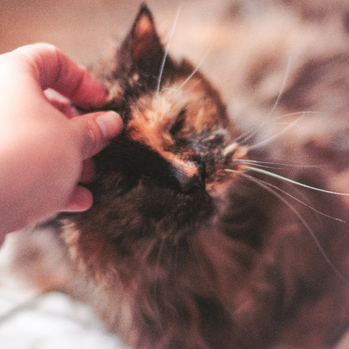 Pawsitive Pet Sitting By Dani