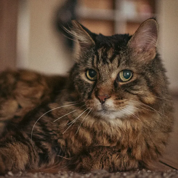 Pawsitive Pet Sitting By Dani photo 3