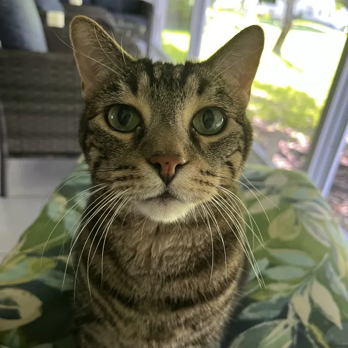 Whisker Watcher