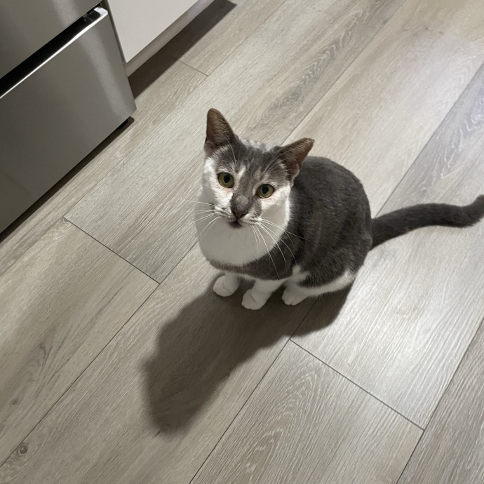 Whisker Watcher
