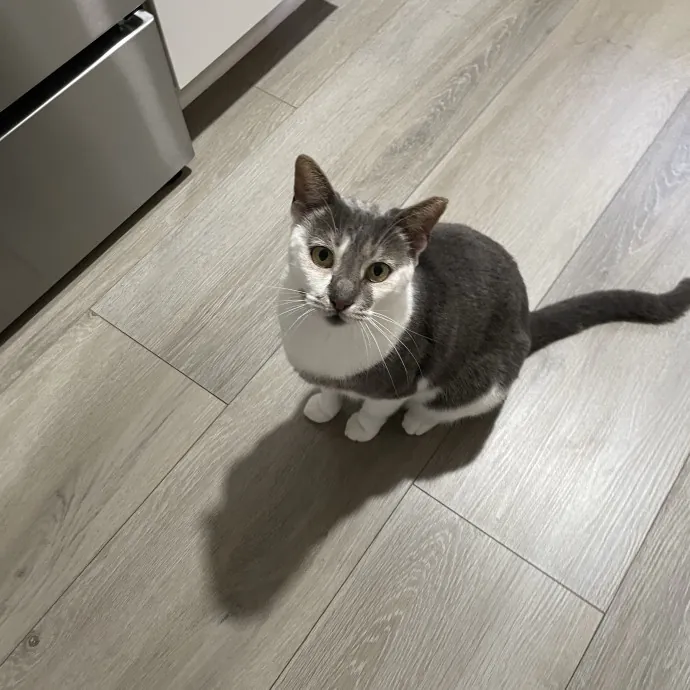 Whisker Watcher