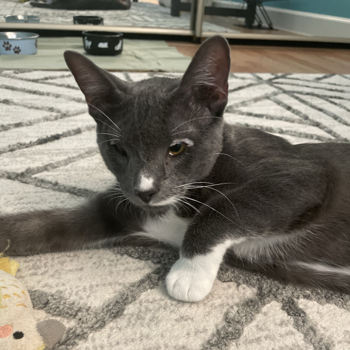 Whisker Watcher