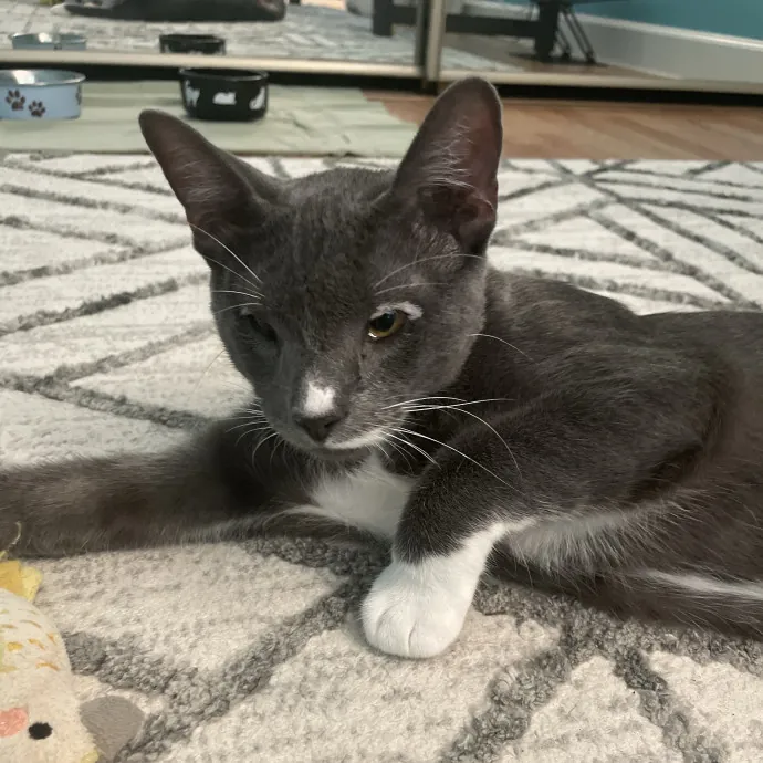 Whisker Watcher