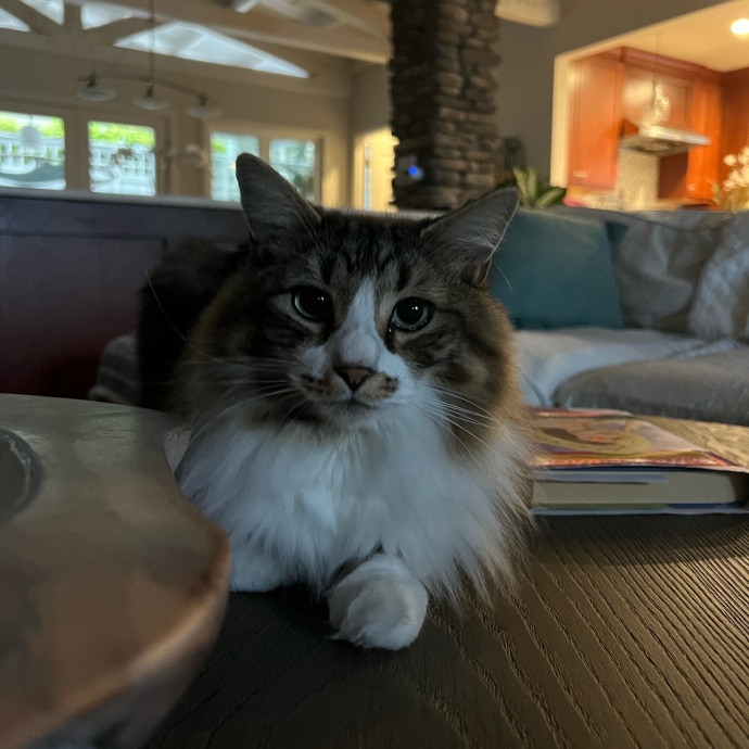 Skyelar's Kitten Playtime