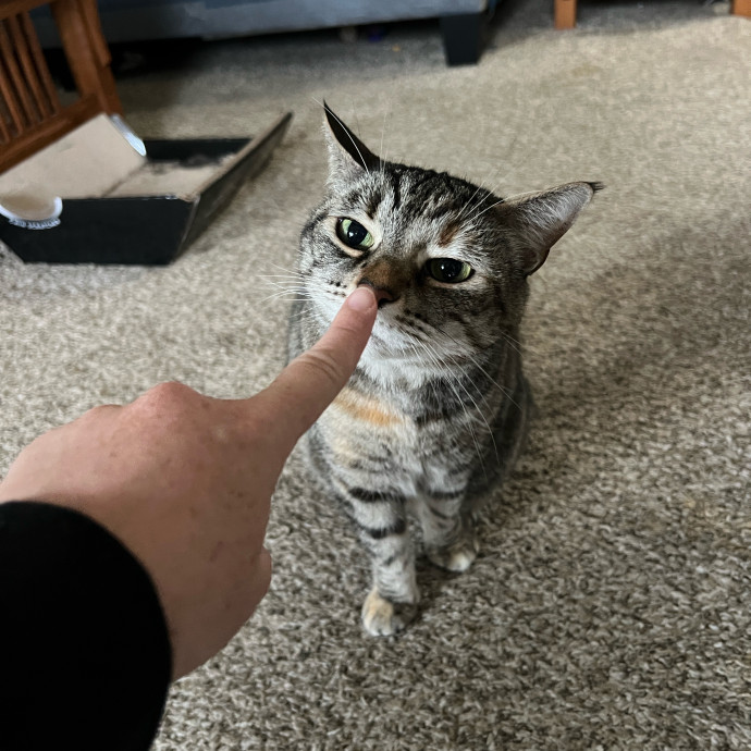Skyelar's Kitten Playtime