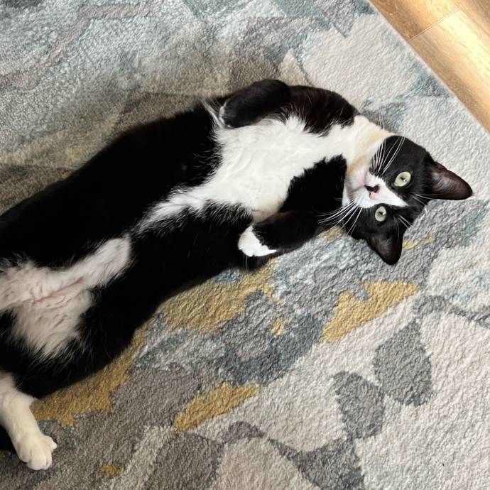 Skyelar's Kitten Playtime