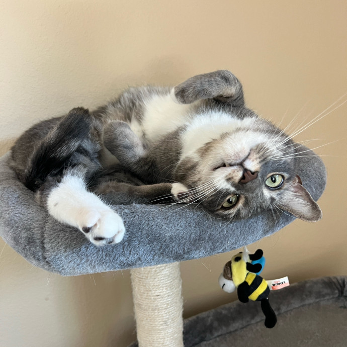 Skyelar's Kitten Playtime