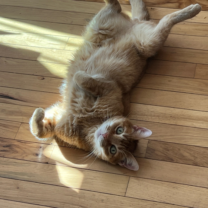 Skyelar's Kitten Playtime