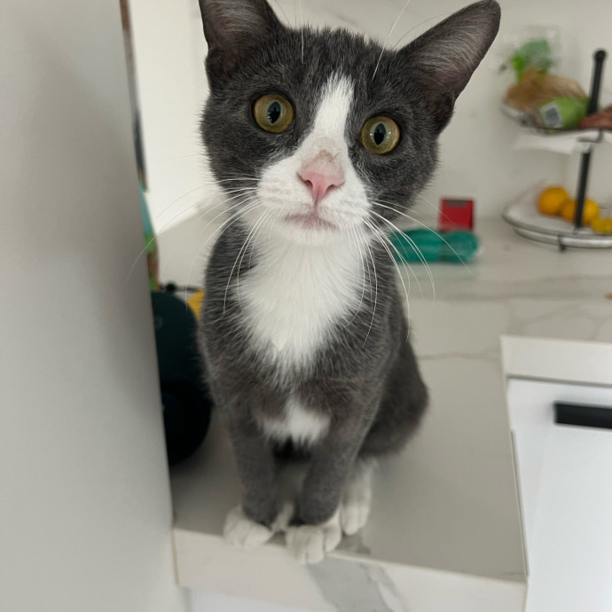 Skyelar's Kitten Playtime