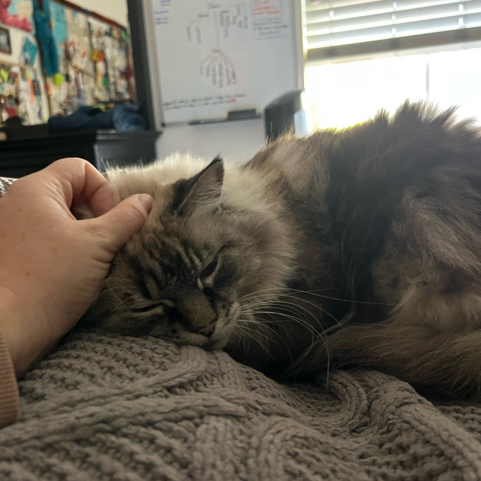 Skyelar's Kitten Playtime