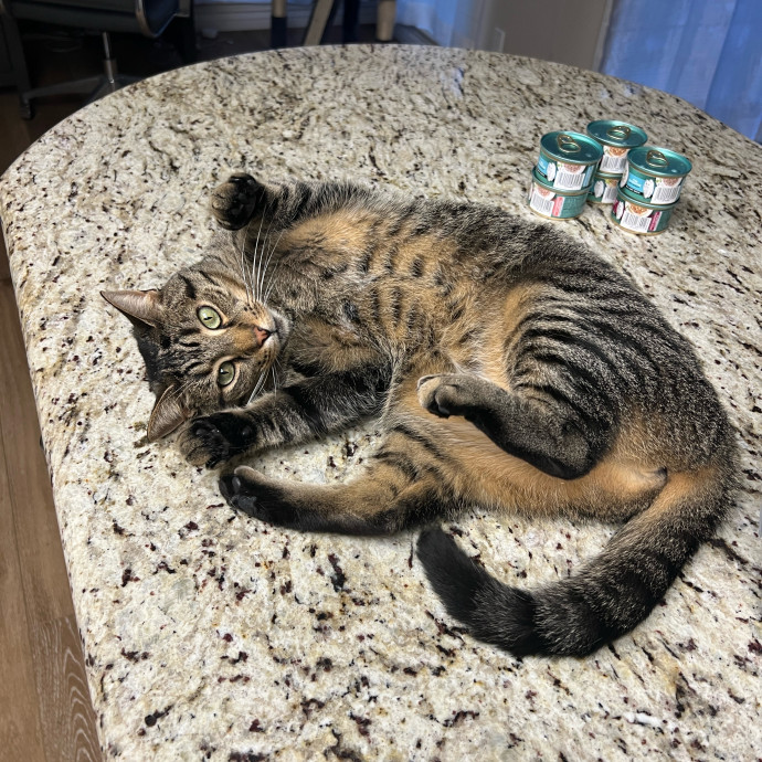 Skyelar's Kitten Playtime