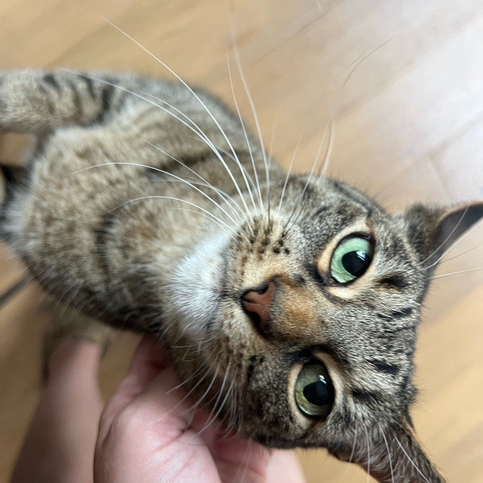 Skyelar's Kitten Playtime
