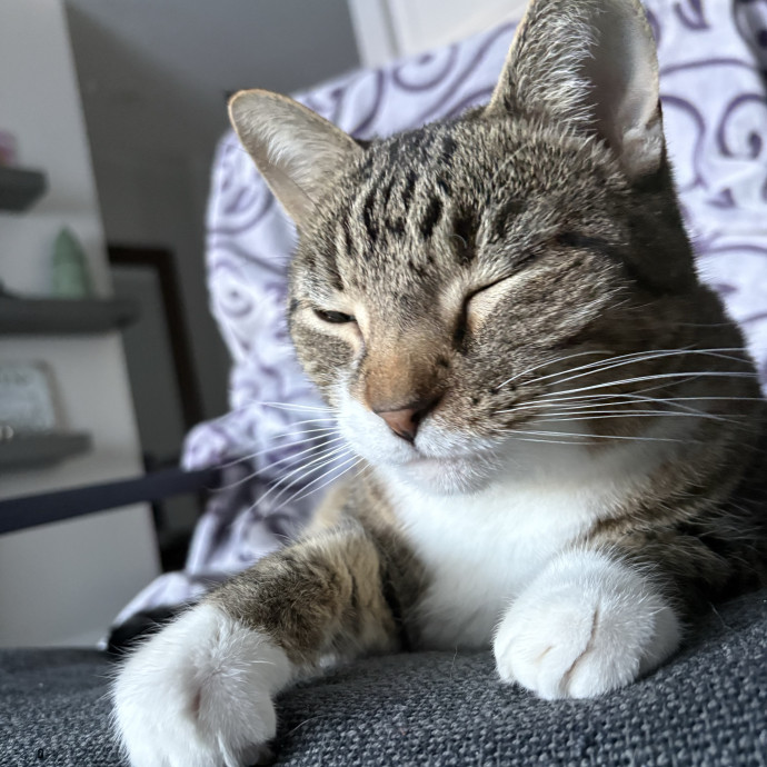 Leila