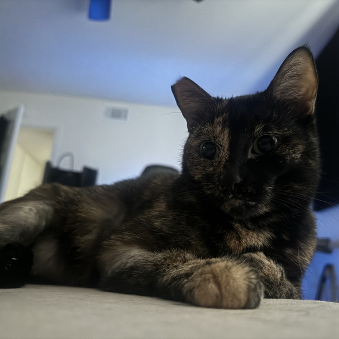 Your Kitty's Favorite Purrrtner