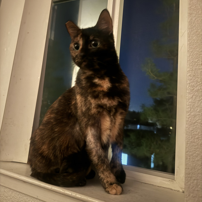 Your Kitty's Favorite Purrrtner