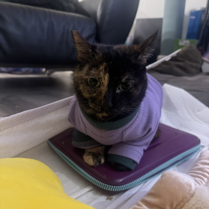 Your Kitty's Favorite Purrrtner