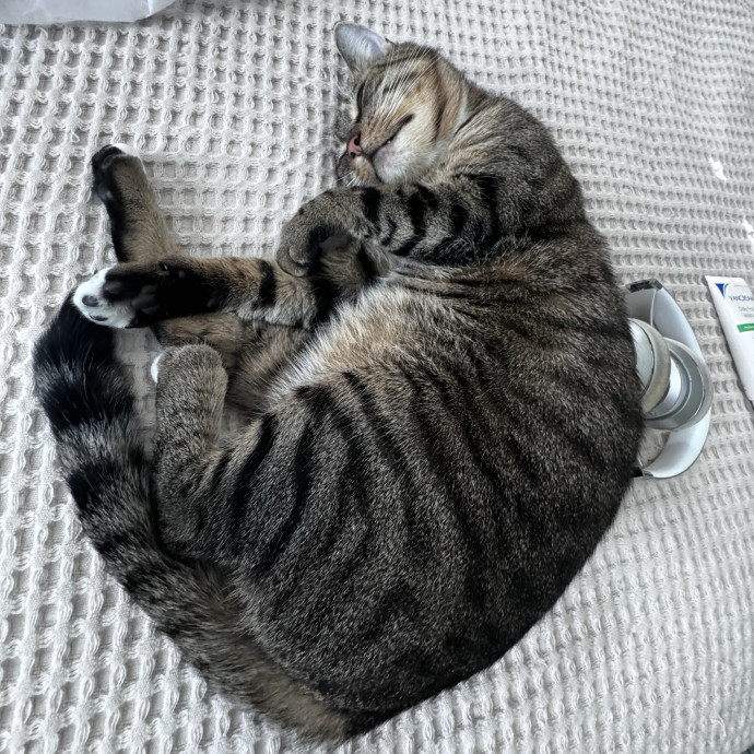 Your Kitty's Favorite Purrrtner