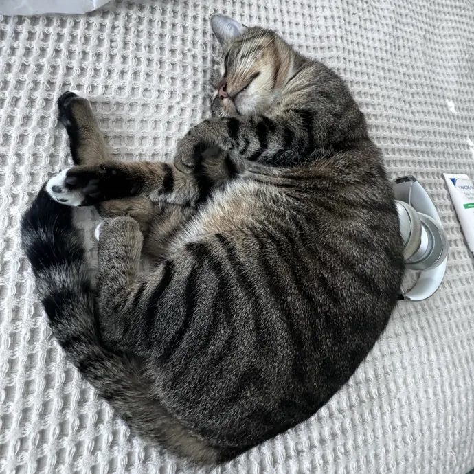 Your Kitty's Favorite Purrrtner
