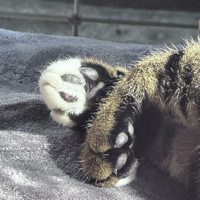 Your Kitty's Favorite Purrrtner
