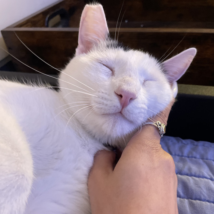 Your Kitty's Favorite Purrrtner