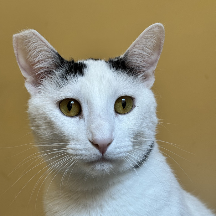 Your Kitty's Favorite Purrrtner