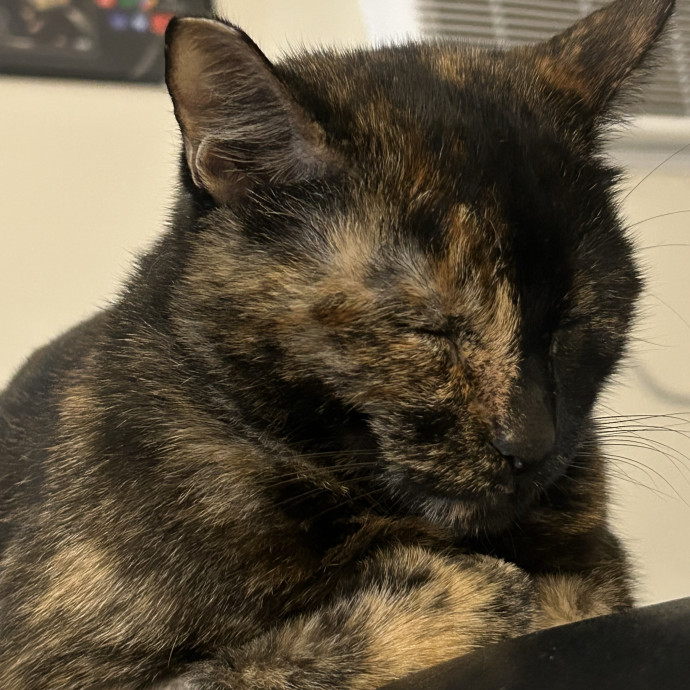 Your Kitty's Favorite Purrrtner