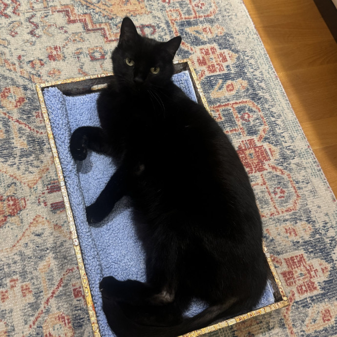 Your Kitty's Favorite Purrrtner