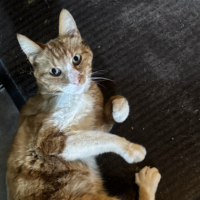 Your Kitty's Favorite Purrrtner photo 3