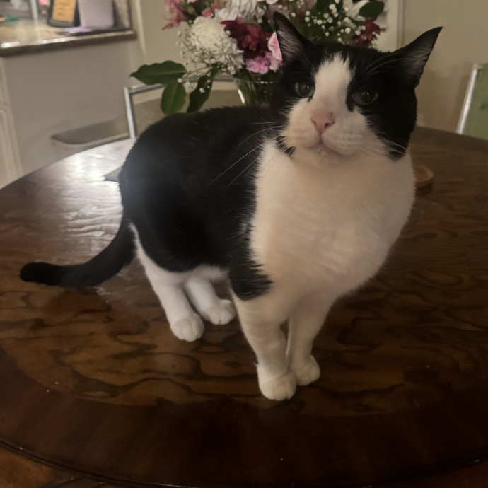 Your Kitty's Favorite Purrrtner photo 2