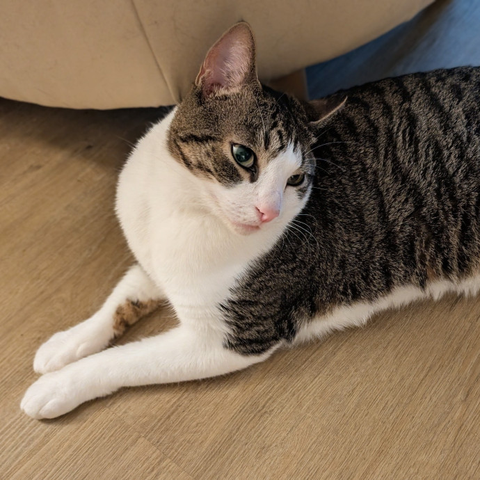Long-Time Cat Lover