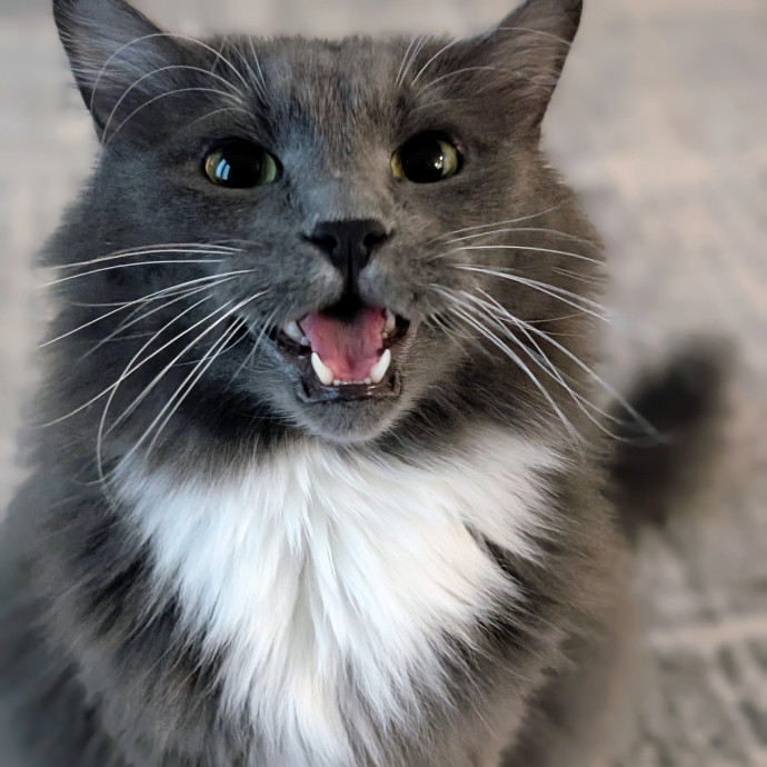 Long-Time Cat Lover
