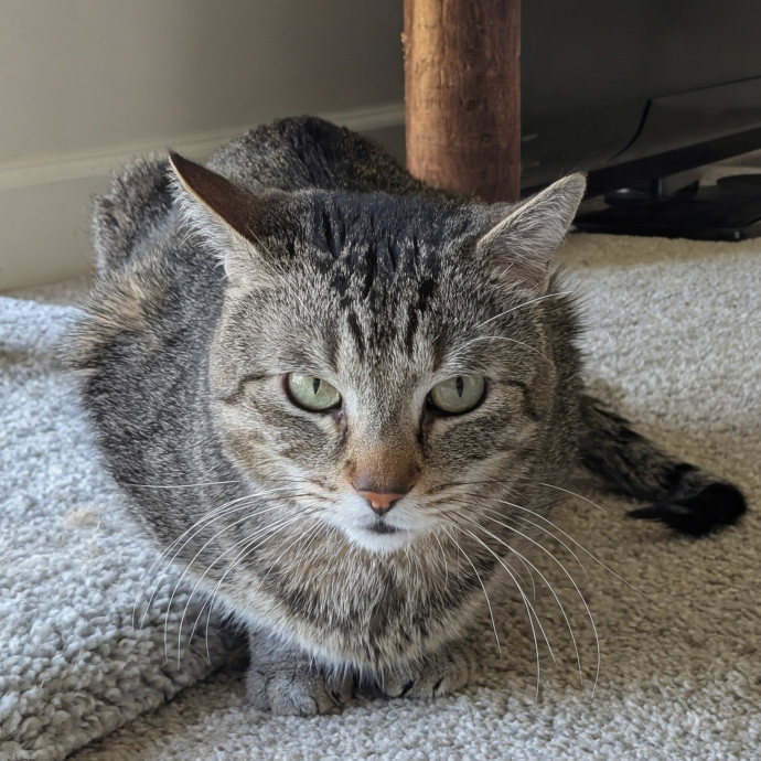 Long-Time Cat Lover