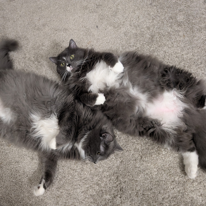 Long-Time Cat Lover photo 3