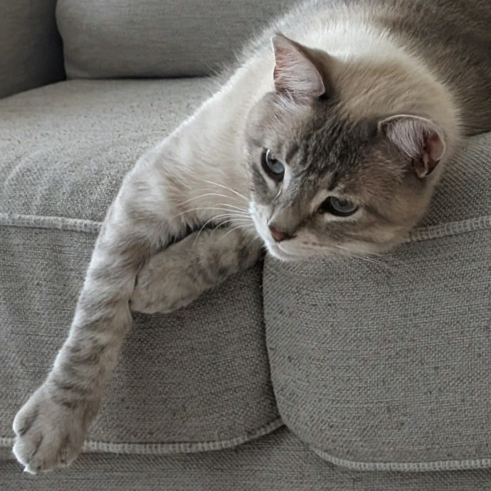 Long-Time Cat Lover photo 2