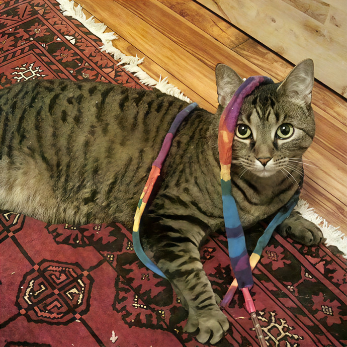 Experienced Petcare Provider