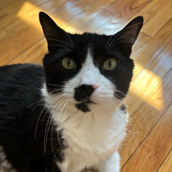 Experienced Petcare Provider