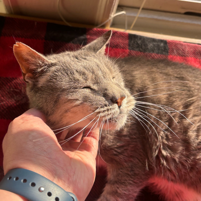 Experienced Petcare Provider