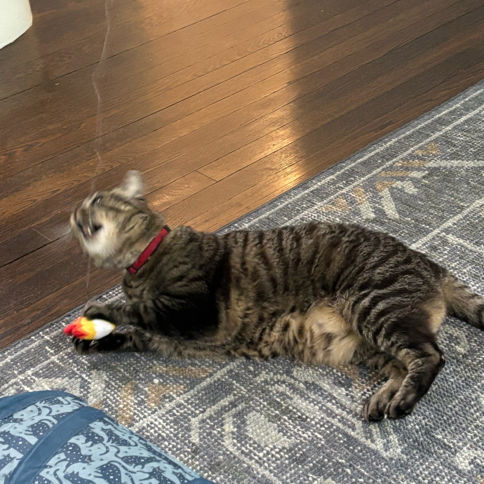Experienced Petcare Provider
