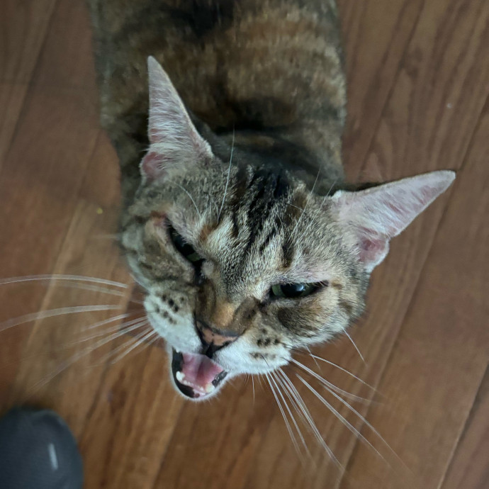 Experienced Petcare Provider photo 3