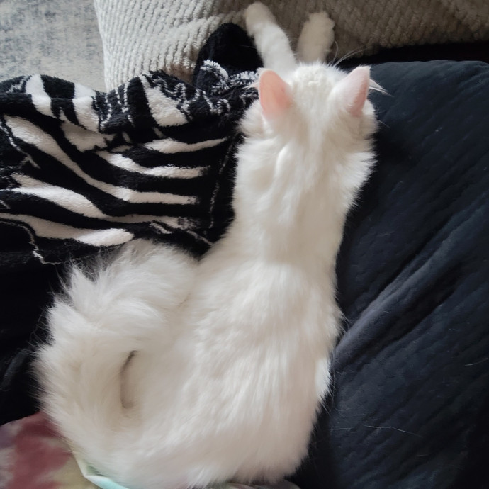 Calm Caring Cat-Savvy Sitter