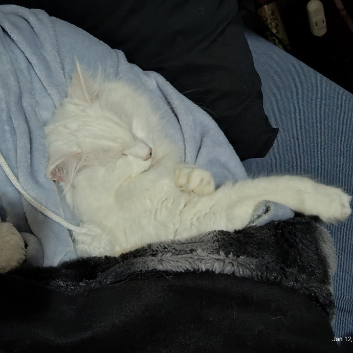 Calm Caring Cat-Savvy Sitter photo 3