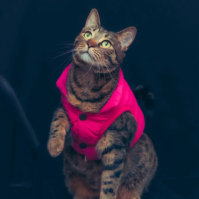 Kat A.