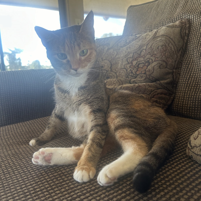 Loving Reliable Cat Sitter