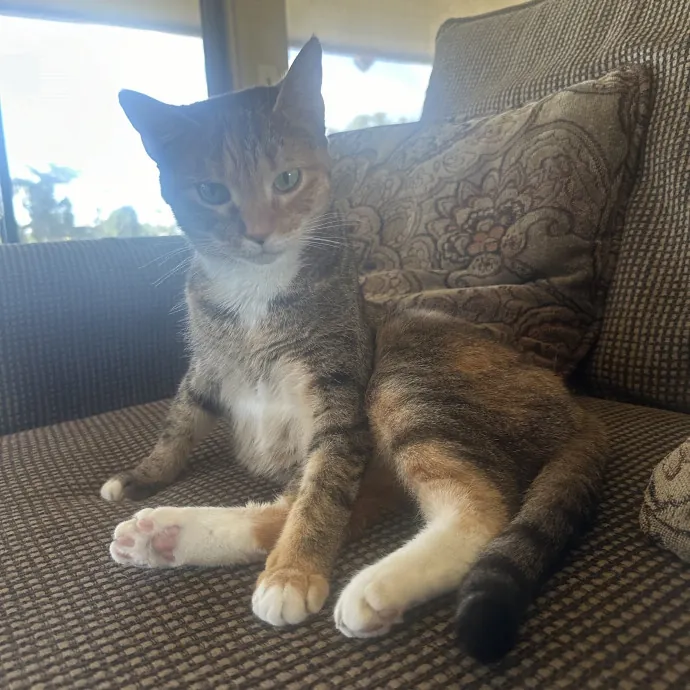 Loving Reliable Cat Sitter photo 3