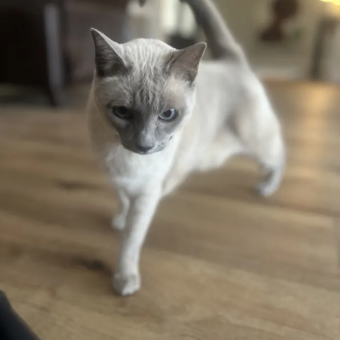 Loving Reliable Cat Sitter photo 2