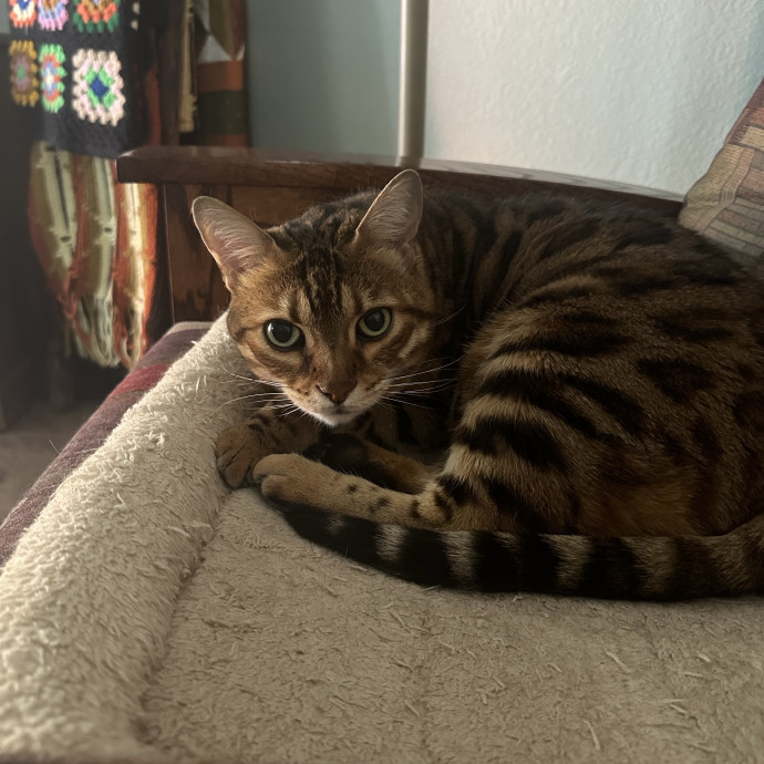 Loving Reliable Cat Sitter